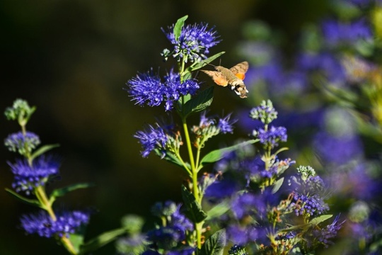 Моменты жизни и взаимоотношений растений и насекомых🦋

Кариоптерисс и бражник 💚

..