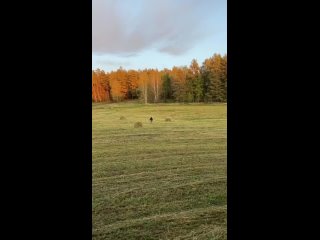 🐻Житель Башкирии оригинальным способом прогнал медведя 
 
В Белорецком районе Башкирии работники поля..