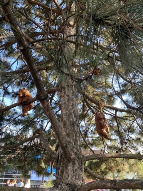 На набережной поселились мишки 😍🐻

За фото спасибо нашей..