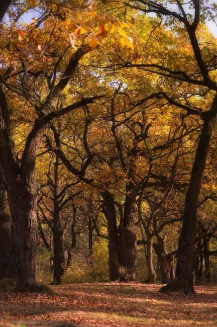 Река Усманка, Воронежская область😍

Фото: [https://vk.com/bookmarks?from_menu=1&w=wall290643278_4811|Наталья..