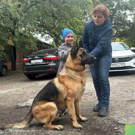 В Ростове помогли вернуться домой собаке, которая потерялась.

Пса нашли на Зелёной в Ростове возле здания..