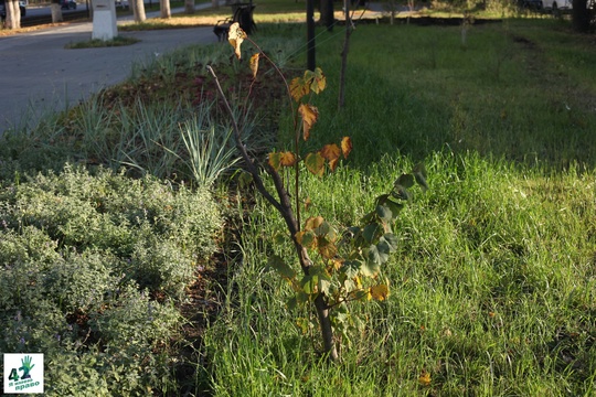 📝🌳🚜 
 
Мы вновь посетили сквер им. Валерия Иконникова. 
 
Напомним, летом в нем проходили работы по..