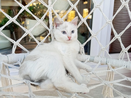 Голубоглазая Блондинка😻Бэлла, 3 месяца.
Очень ласковая и нежная девочка.
Игривая, активная, любит играть в..