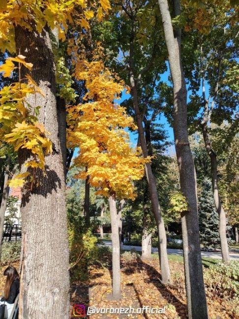 🍁 Осeнь в парке «Орлeнoк»

Фoтo: Алeкcей..