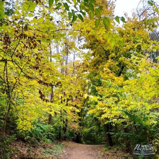 🍂🍁 Красивая осень в Ботаническом саду ЮФУ,..