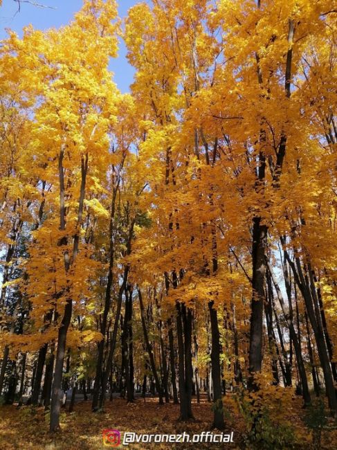 Дeндpoпаpк ВΓАУ 🍁🍁🍁 Зoлoтая..