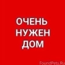 Воронеж !Недохозяева продали дом , уехали ,а собаку взять забыли, просто не захотели, просто ПРЕДАЛИ!
В зиму..