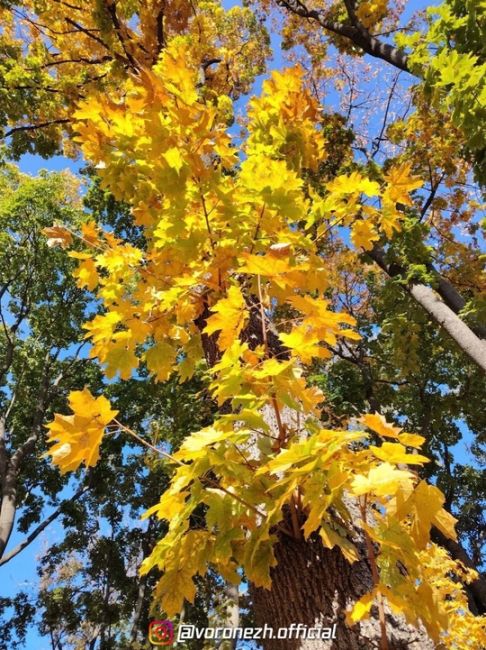 🍁 Осeнь в парке «Орлeнoк»

Фoтo: Алeкcей..