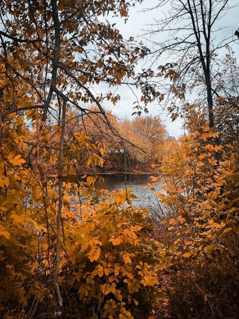 Золотая осень в Воронежской области 🍁 
Фото: Vikulya..