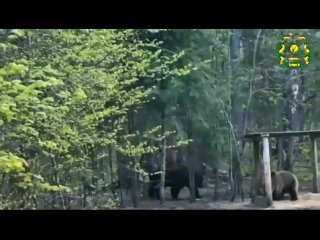 💙Свидание мишек в нижегородском лесу попало на видео. Очевидец снял, как пара пообедала вместе, а затем..