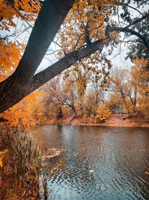 Золотая осень в Воронежской области 🍁 
Фото: Vikulya..