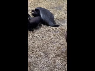 Веселые будни медоедов Тринити и Нео в Московском..