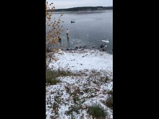 «На твоих глазах погибает животное, а ты бессилен!» — в Железногорске молодому человеку удалось спасти..