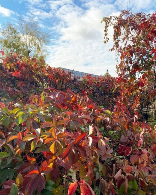 Осень в Морозовском саду 🍁🍂

Фото:..