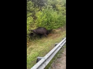 Кого только не встретишь на дорогах Кавказа🦬

📍п.Архыз, Карачаево-Черкессия, Россия 🇷🇺 
Автор:..