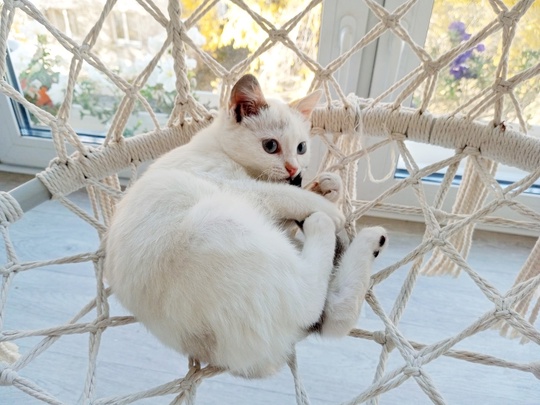 Голубоглазая Блондинка😻Бэлла, 3 месяца.
Очень ласковая и нежная девочка.
Игривая, активная, любит играть в..