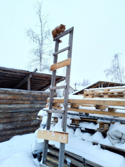 Деревенский контраст

Присылайте фото ваших котиков..