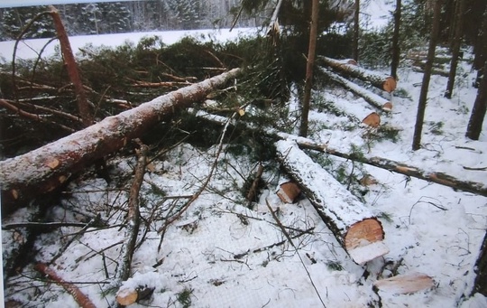 🔨 В Прикамье председатель сельскохозяйственного предприятия осужден за незаконную рубку деревьев в особо..