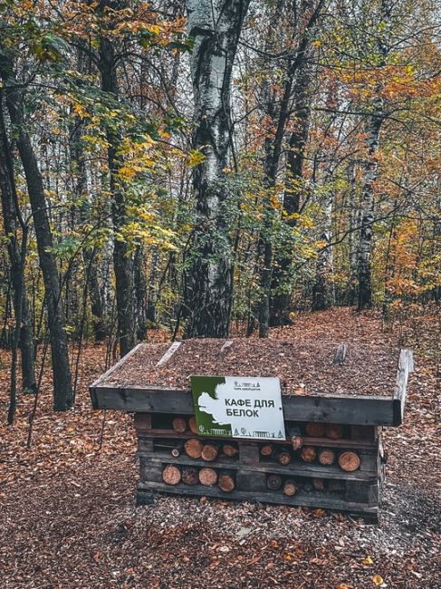 Осень в Парке..