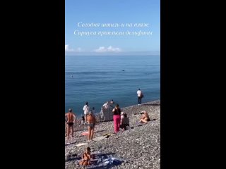 🐬 Дельфины на пляже в..