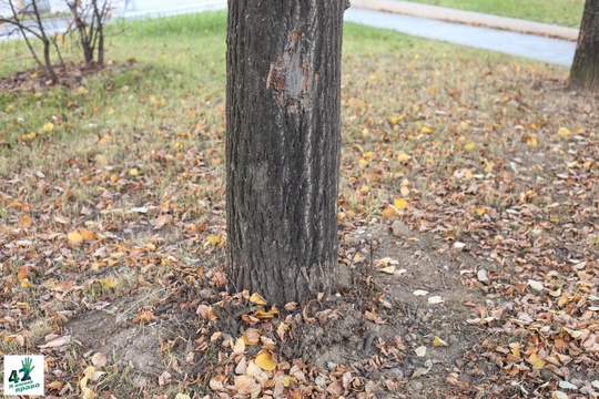 📝🌳🚜 
 
Мы вновь посетили сквер им. Валерия Иконникова. 
 
Напомним, летом в нем проходили работы по..