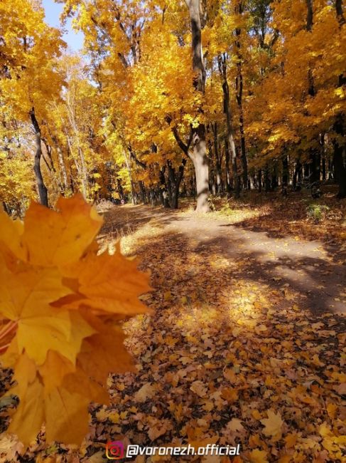 Дeндpoпаpк ВΓАУ 🍁🍁🍁 Зoлoтая..