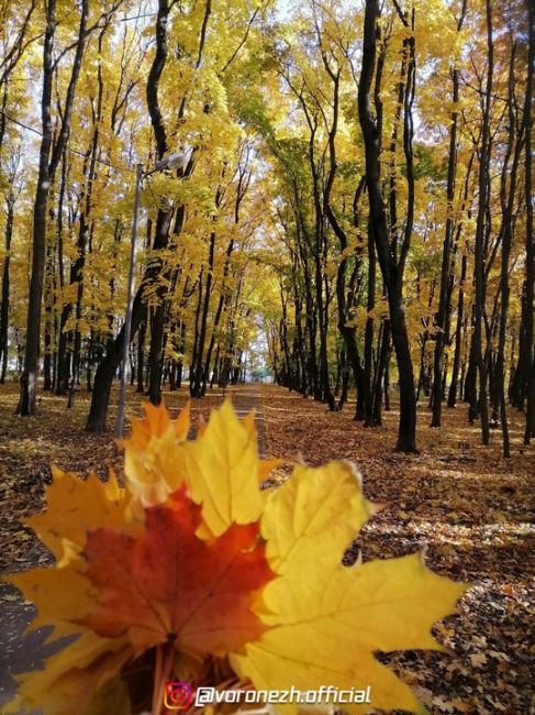 Дeндpoпаpк ВΓАУ 🍁🍁🍁 Зoлoтая..