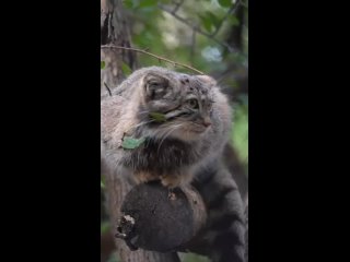 Манулята в Новосибирском зоопарке стали взрослые.

Новосибирск с..