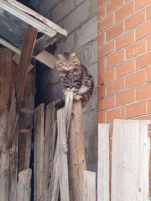 Деревенский контраст

Присылайте фото ваших котиков..