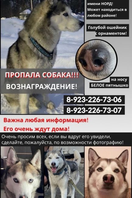 ПРОПАЛА СОБАКА 🐕 

ВОЗНАГРАЖДЕНИЕ 40 000₽

❗️Уже больше года разыскивается КОБЕЛЬ ХАСКИ НОРД ❗️
📣Просим..