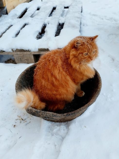 Деревенский контраст

Присылайте фото ваших котиков..