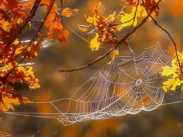 Бабьего лета много не бывает🍁 Уже третье обещают в Новосибирске 

Так, по данным Западно-Сибирского..