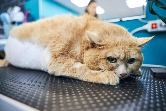 Скончался худеющий кот Крошик 😢
 
Сообщается, что вчера ему резко стало плохо. Он начал задыхаться...