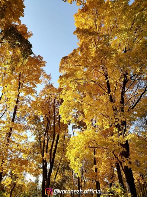 Дeндpoпаpк ВΓАУ 🍁🍁🍁 Зoлoтая..