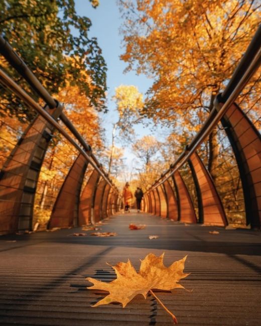 🍂ВДНХ в осенних красках.

Фото:..