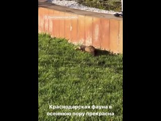 Краснодарская фауна в осеннюю пору прекрасна

Видео alla..