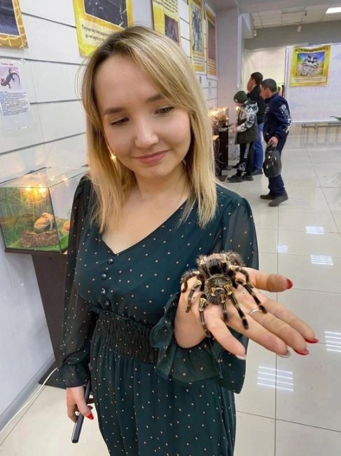 Внушительно! Команда живых пауков и скорпионов готова завоевать ваш город! 
Откройте для себя бесчисленное..