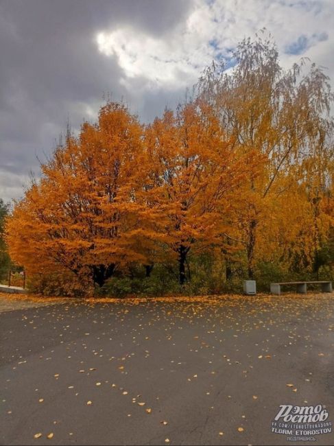 🍂🍁 Красивая осень в Ботаническом саду ЮФУ,..