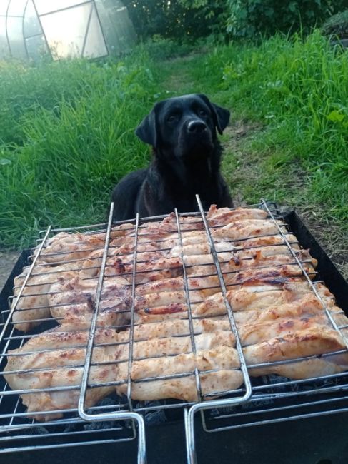 На улице холодно,а на печке тепло!

Отправляйте своих любимцев в..