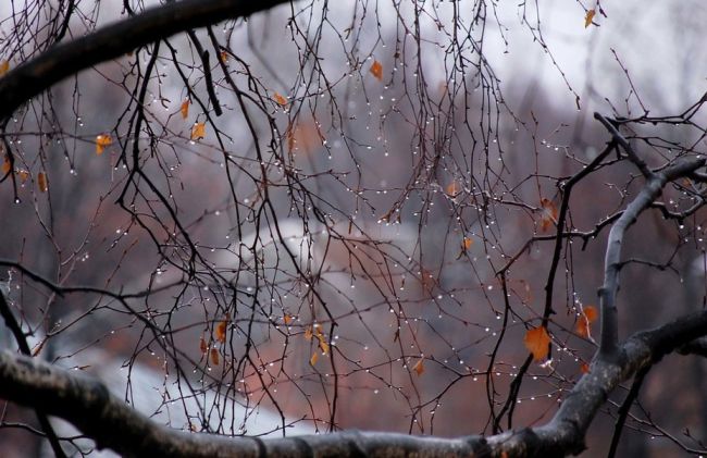 🥶 Резкое похолодание до -5 °C и снег ожидаются в Новосибирске. 

Ночью 12 октября температура опустится до -5 °C,..