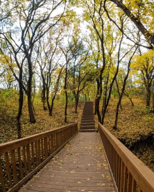 🍁 Золотая осень в парке Мухина балка в Аксае.
 
фото: Роман..