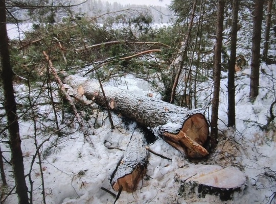 🔨 В Прикамье председатель сельскохозяйственного предприятия осужден за незаконную рубку деревьев в особо..