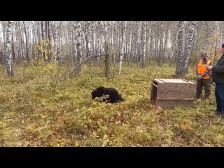 Медвежонка Нику выпустили на волю в заказник под Новосибирском. 

Она была найдена волонтёрами в истощённом..