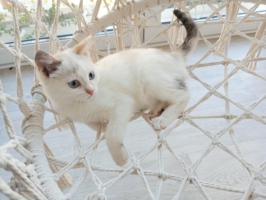 Голубоглазая Блондинка😻Бэлла, 3 месяца.
Очень ласковая и нежная девочка.
Игривая, активная, любит играть в..