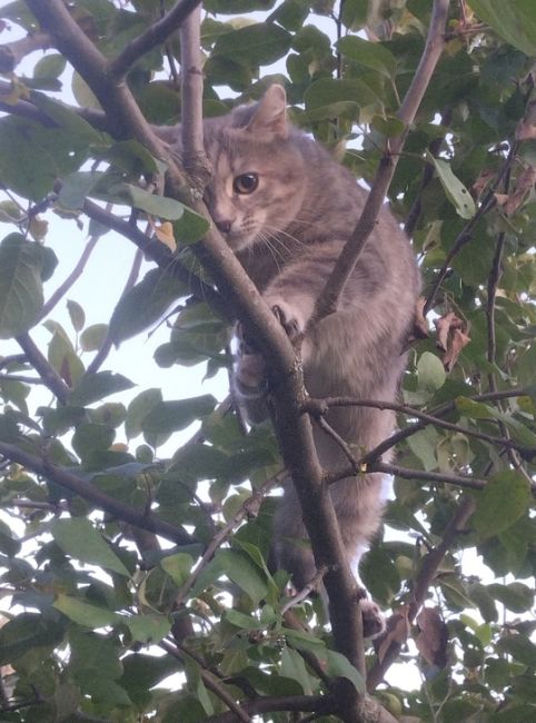 Деревенский контраст

Присылайте фото ваших котиков..