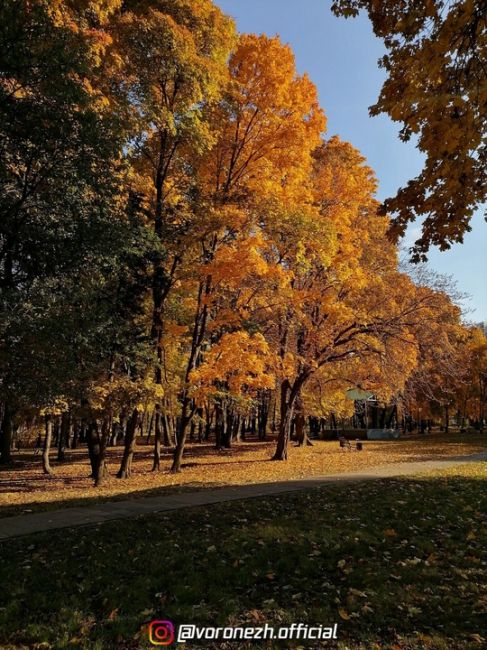 Дeндpoпаpк ВΓАУ 🍁🍁🍁 Зoлoтая..