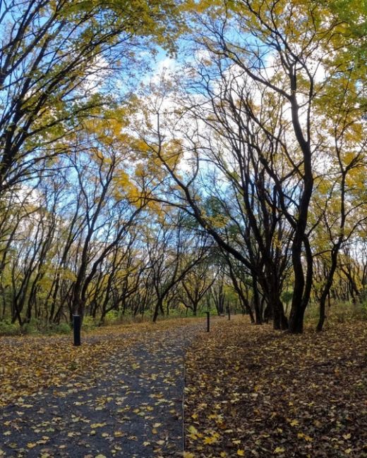 🍁 Золотая осень в парке Мухина балка в Аксае.
 
фото: Роман..