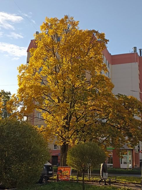 Наглядно о разнице в восприятии Петербурга туристами и местными..