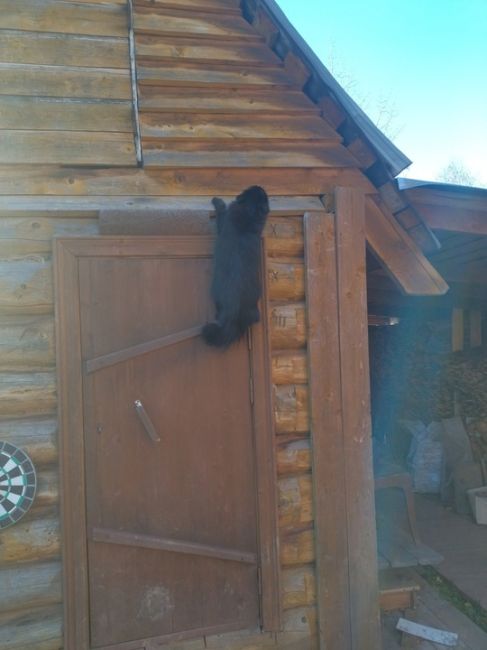 Деревенский контраст

Присылайте фото ваших котиков..