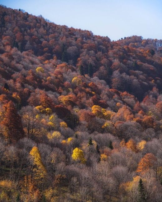 🍂🍁Самая красивая дорога Краснодарского края и Адыгеи

Просто садитесь в машину, вбивайте в навигатор..